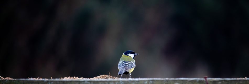 blue_tit