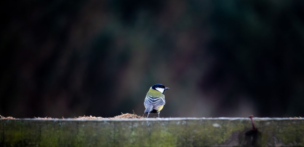 blue_tit