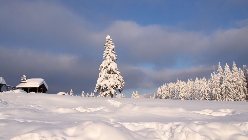snow_covered_firtree_cabana_trei_brazi_predeal_romania