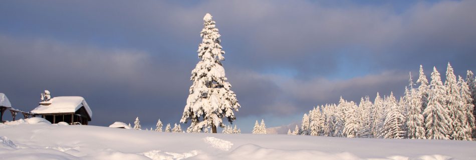 snow_covered_firtree_cabana_trei_brazi_predeal_romania