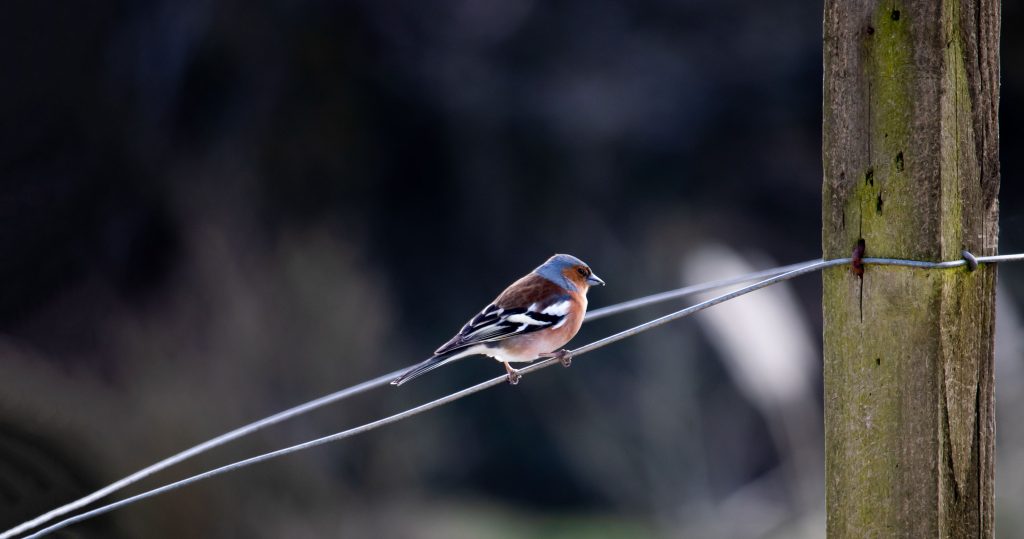 chaffinch