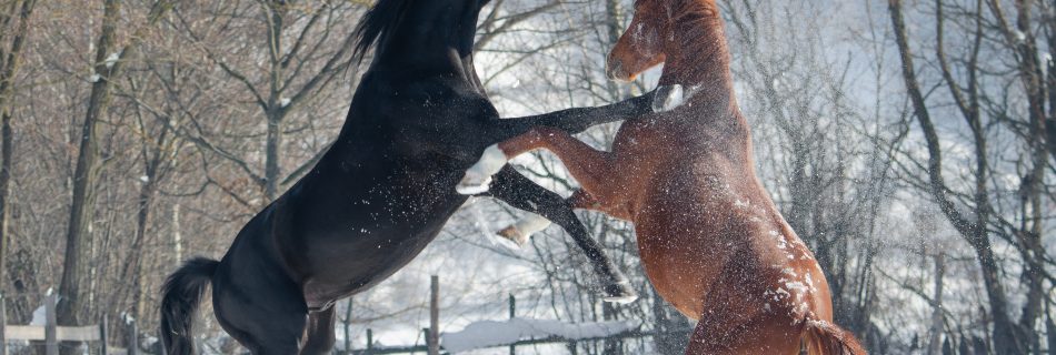 horses_at_ainca_noua_transylvania_snow