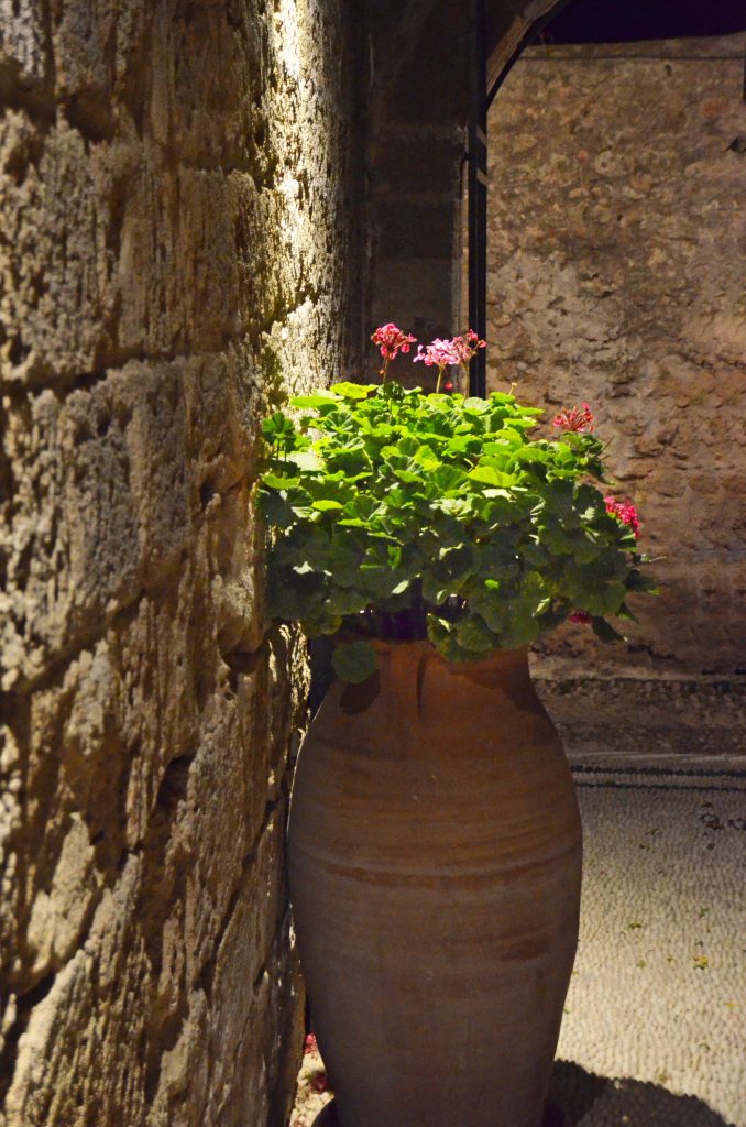 spirit_of_the_knights_geranium