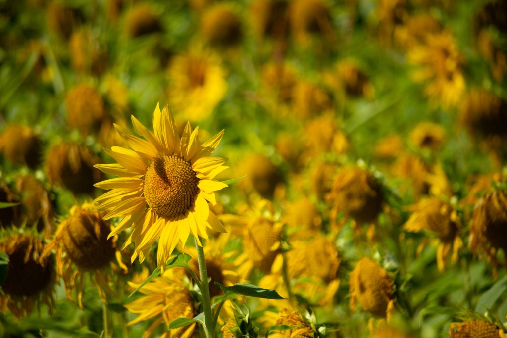 sunflowers