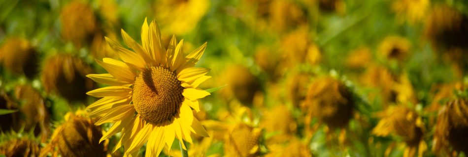 sunflowers