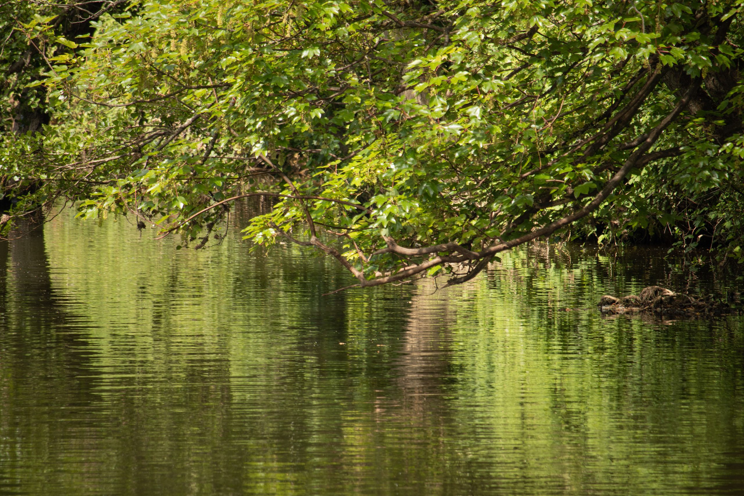 water_reflection_river
_avon