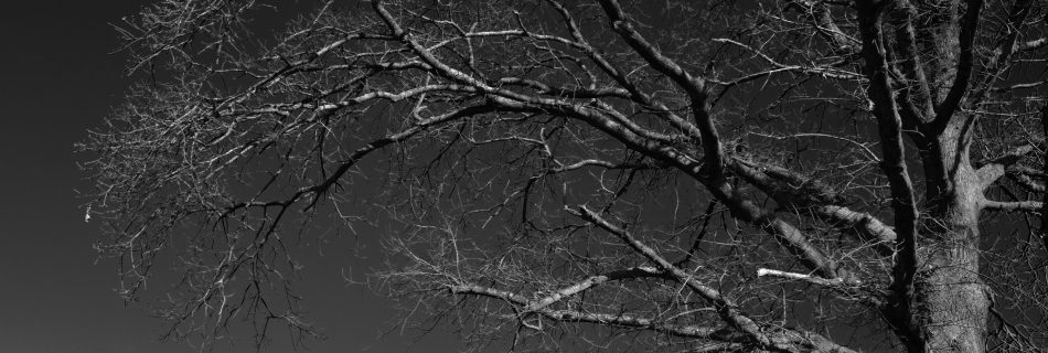 winter_tree