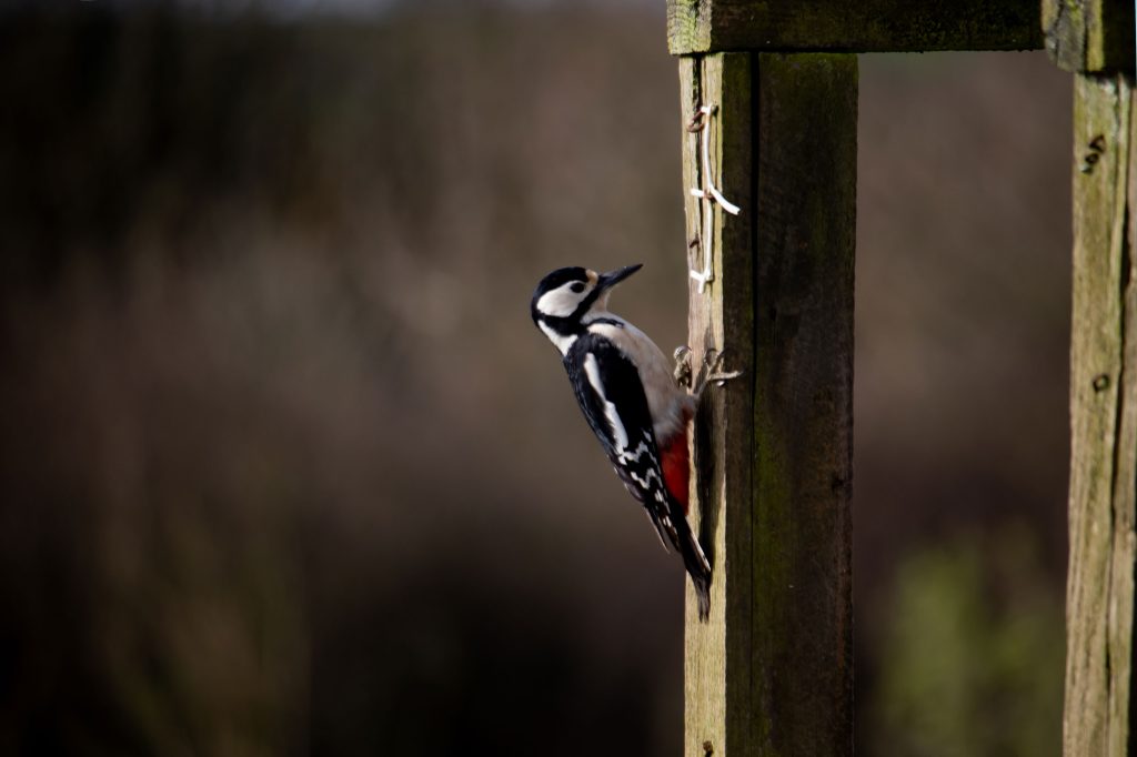 woodpecker