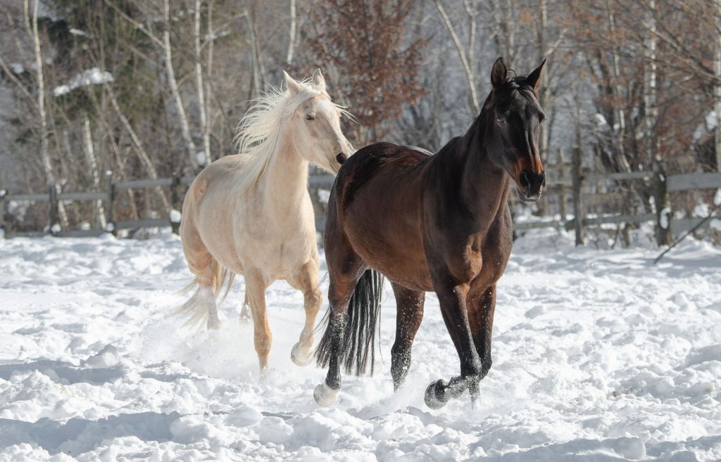 horses_at_vinca_noua_tranyslvania__2_snow