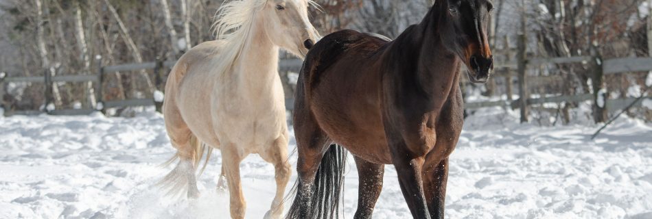 two_horses_at_sinca_noua_transylvania_snow