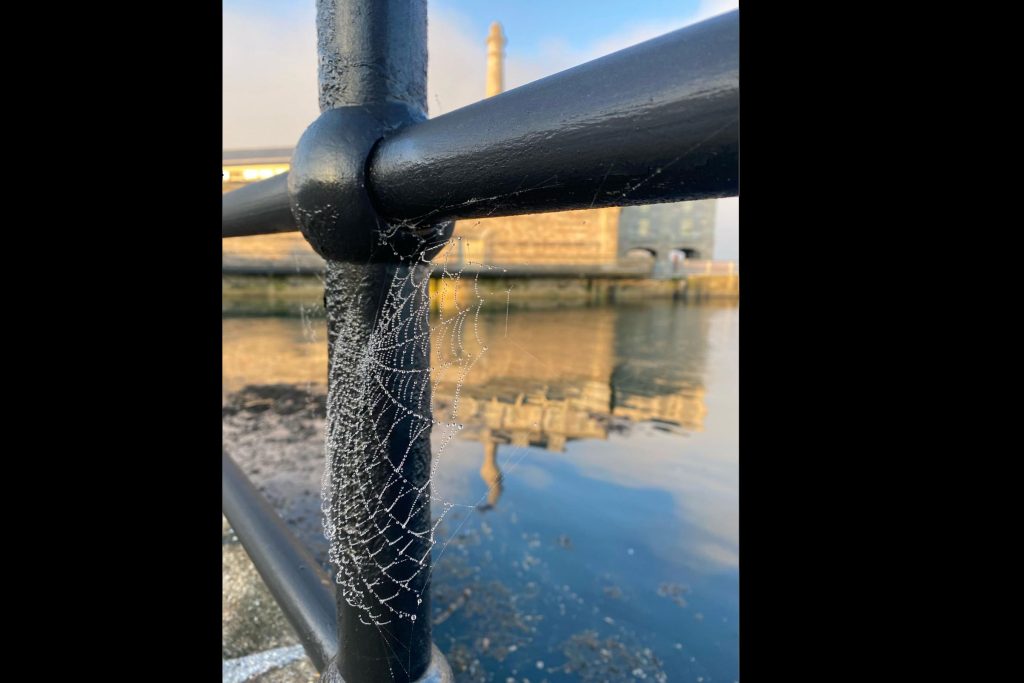 cobweb_on_metal_railings_at_royal_william_yard_in_plymouth_highlighted_against_the_historic_architecture.