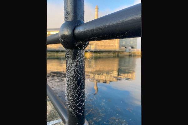 cobweb_on_metal_railings_at_royal_william_yard_in_plymouth_highlighted-against_the_historic_architecture.