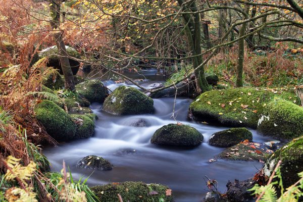 moss-covered-boulders-in flowing stream-with-autumn_leaves