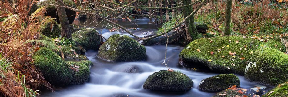 moss-covered-boulders-in flowing stream-with-autumn_leaves