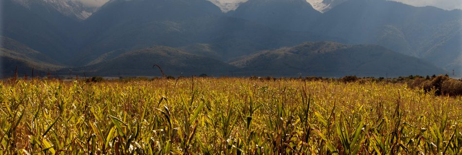 Landscape_view_of_the_Carpathian_Mountains.