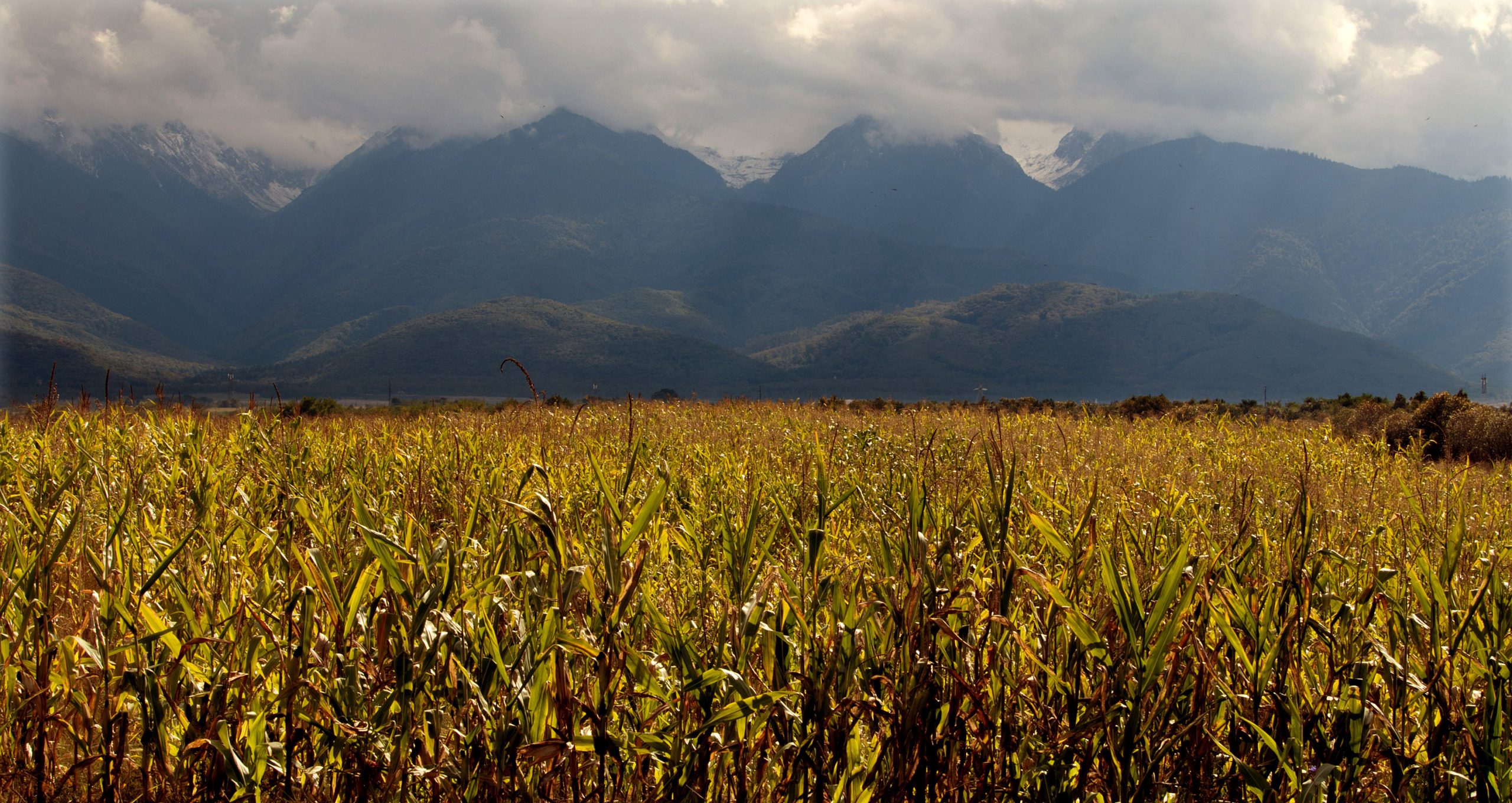 Landscape_view_of_the_Carpathian_Mountains.
