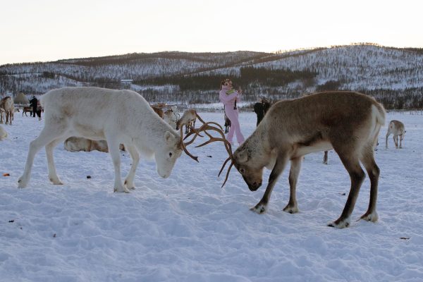 Two_reindeer_locking_antlers_in_a_snowy_Arctic_landscape_at_Sami_camp