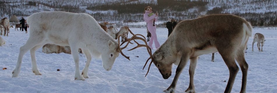 Two_reindeer_locking_antlers_in_a_snowy_Arctic_landscape_at_Sami_camp