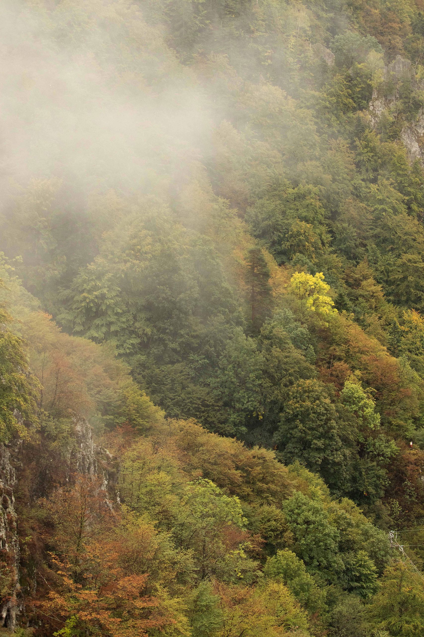 Forest_covered_mountains_above_Arefu_in_the_Carpathian_Mountains_Romania