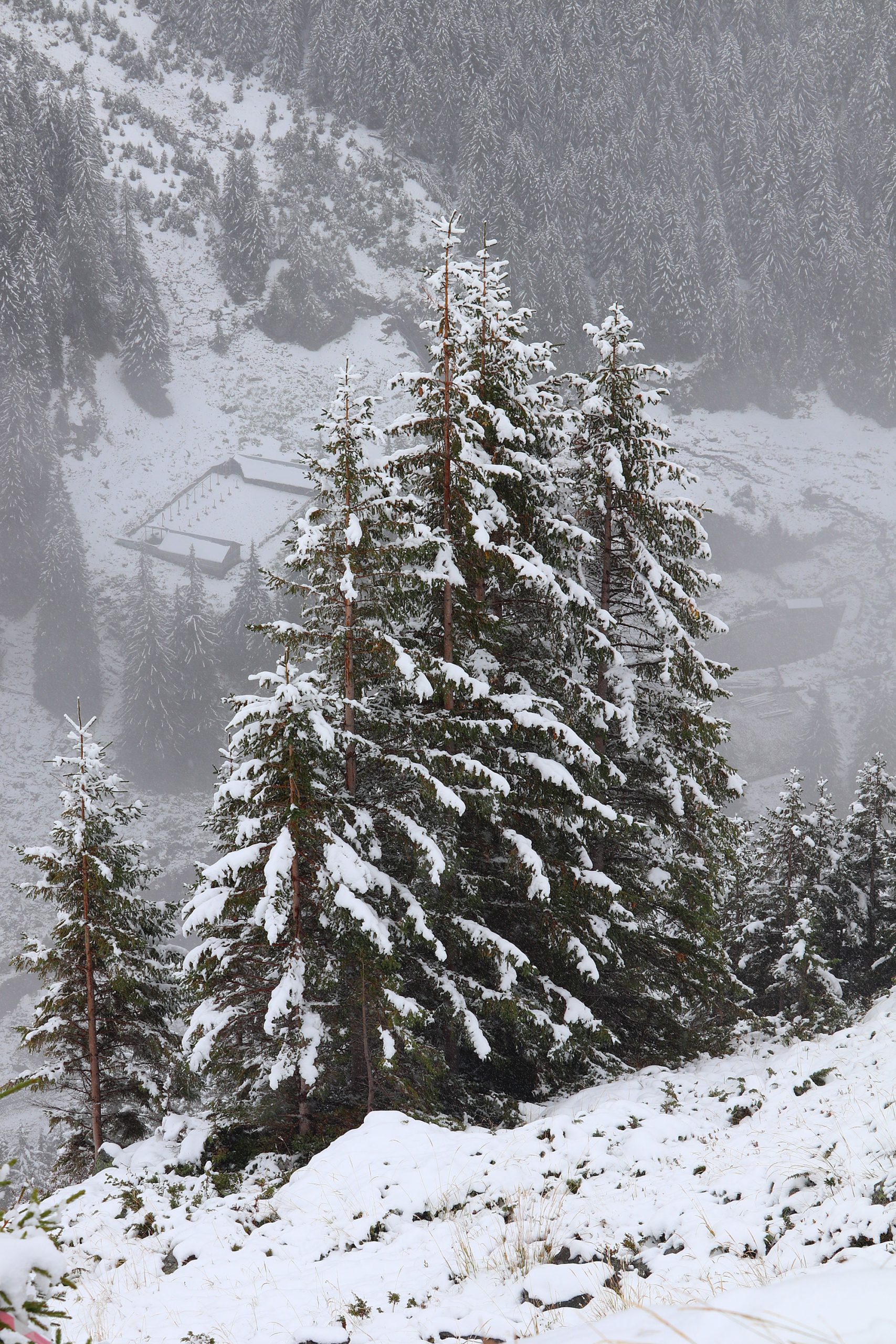 Snow_covered_fir_trees_in_the_Carpathian_Mountains_of_Romania