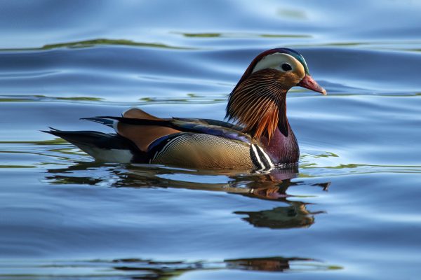 Colorful_male_Mandarin_duck