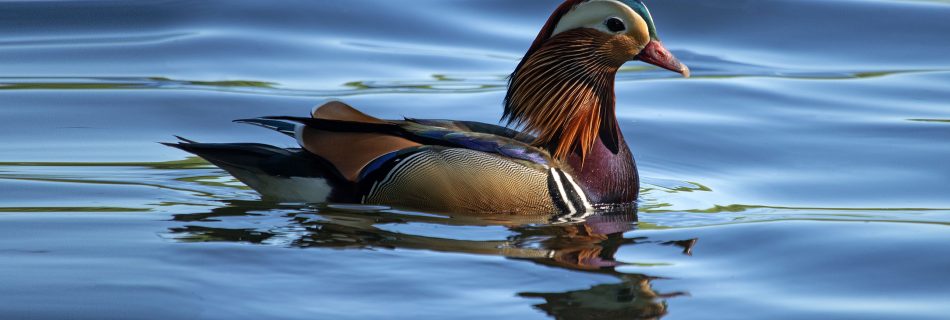 Colorful_male_Mandarin_duck