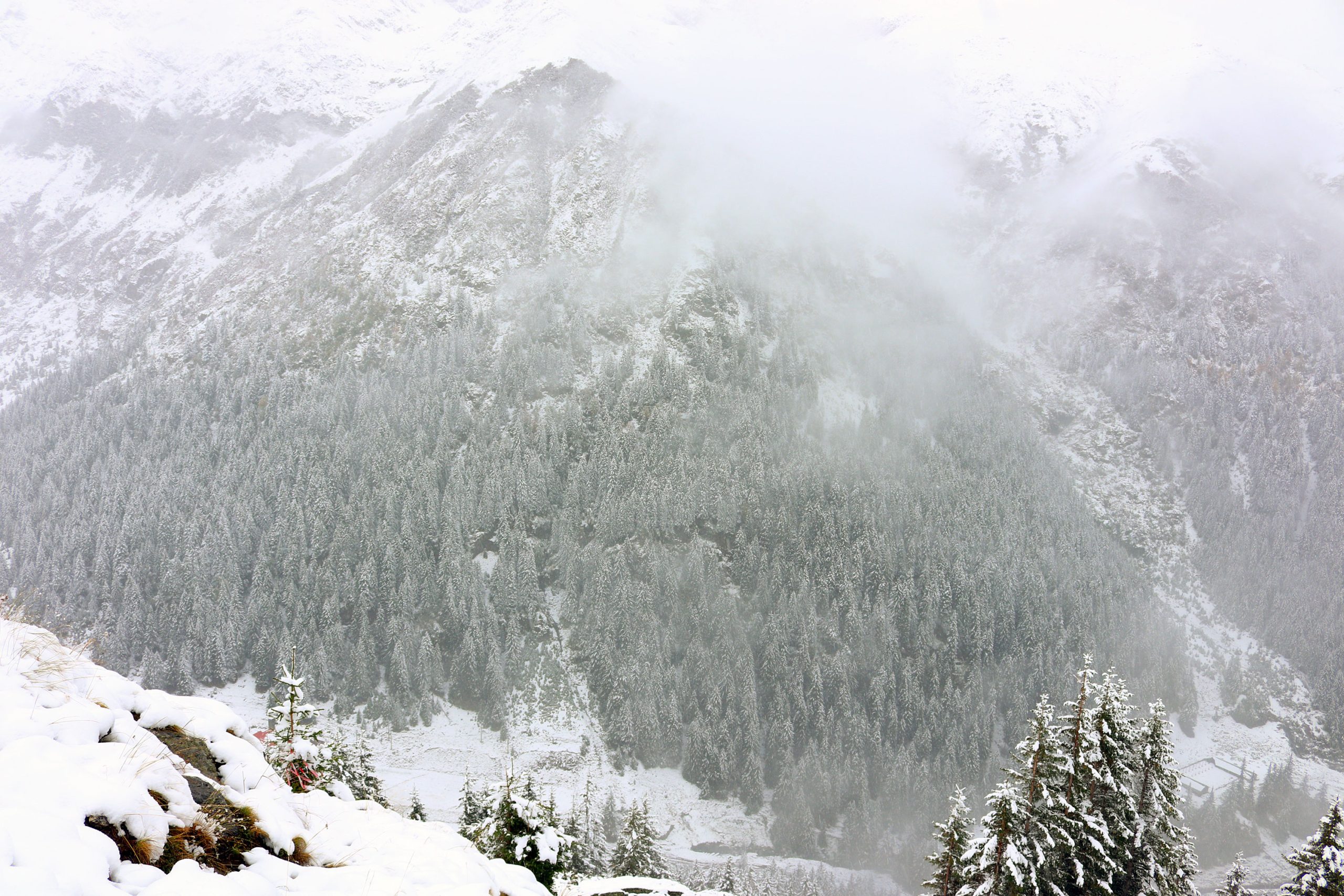 Snow_covered_fir_trees_in_the_Carpathian_Mountains_of_Romania