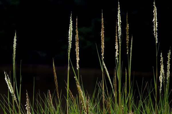 Tall_wild_grasses_with_delicate_seed_heads_growing_beside_dark_water_in_natural_light