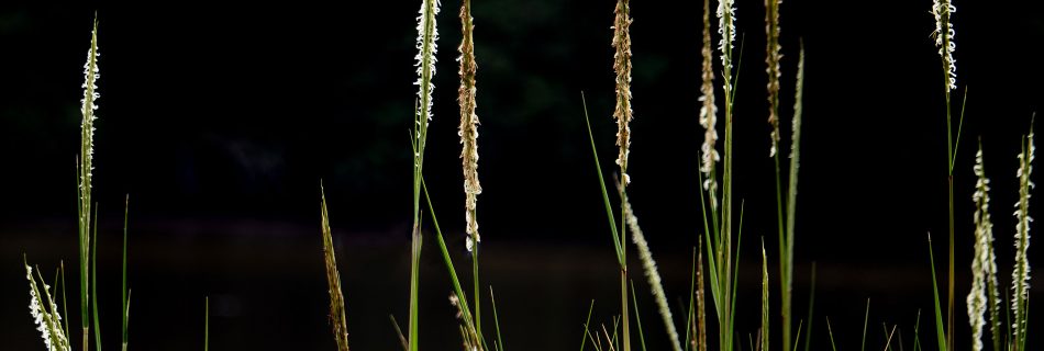 Tall_wild_grasses_with_delicate_seed_heads_growing_beside_dark_water_in_natural_light