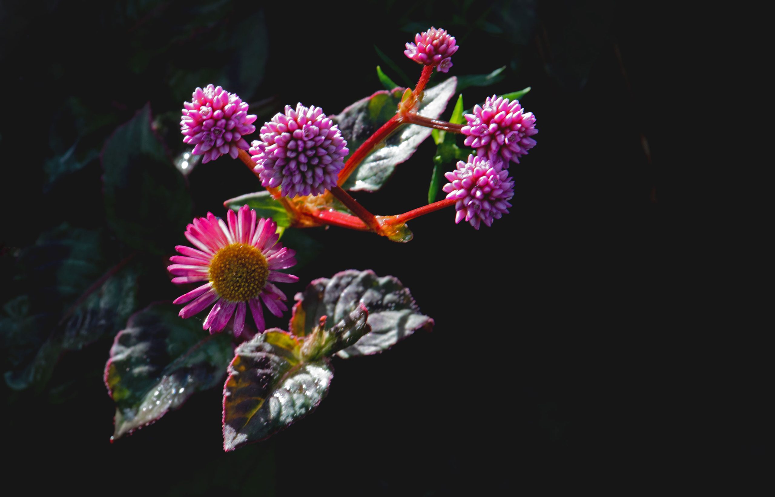 Close_up_of_vibrant_pink_wildflowers